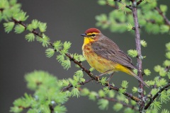 Palm Warbler