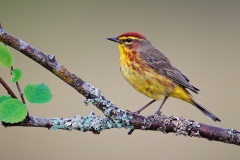 Palm Warbler