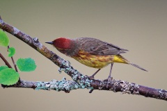 Palm Warbler