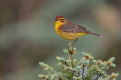 Palm Warbler