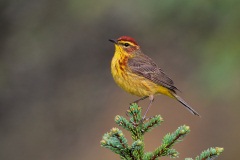 Palm Warbler