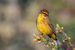 Palm Warbler