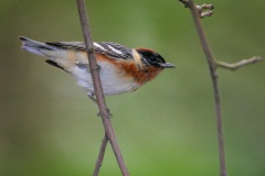 Bay-breasted Warbler