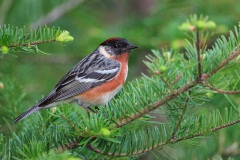 Bay-breasted Warbler