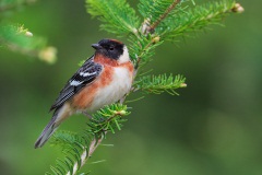 Bay-breasted Warbler