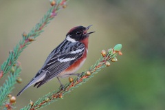 Bay-breasted Warbler