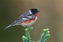 Bay-breasted Warbler