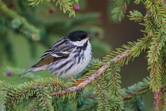 Blackpoll Warbler