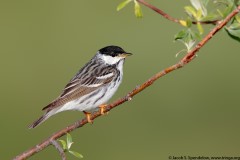 Blackpoll Warbler