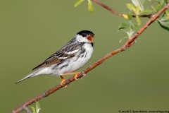 Blackpoll Warbler