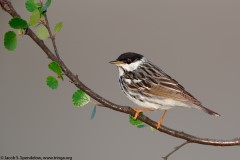 Blackpoll Warbler