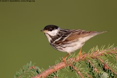 Blackpoll Warbler