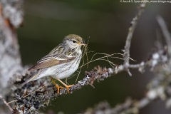 Blackpoll Warbler