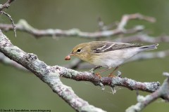 Blackpoll Warbler