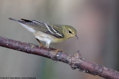 Blackpoll Warbler