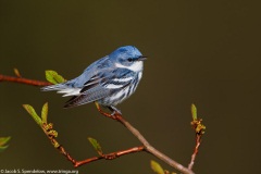 Cerulean Warbler