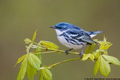 Cerulean Warbler