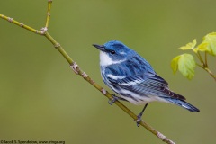 Cerulean Warbler