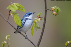 Cerulean Warbler