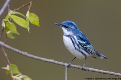 Cerulean Warbler