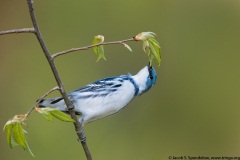 Cerulean Warbler