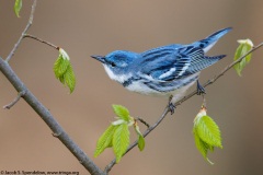 Cerulean Warbler