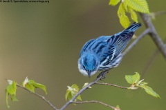 Cerulean Warbler