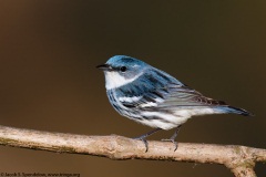 Cerulean Warbler