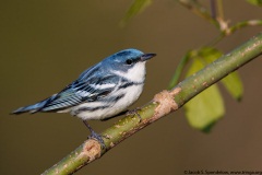 Cerulean Warbler