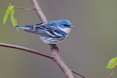 Cerulean Warbler