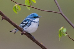 Cerulean Warbler