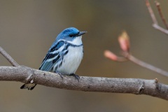 Cerulean Warbler