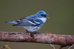 Cerulean Warbler