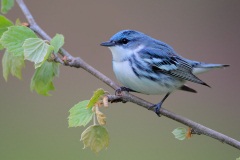 Cerulean Warbler