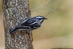 Black-and-white Warbler