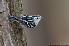 Black-and-white Warbler