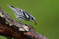 Black-and-white Warbler