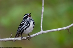 Black-and-white Warbler