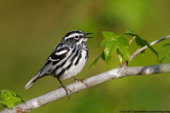 Black-and-white Warbler