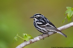 Black-and-white Warbler