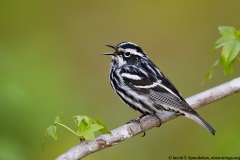 Black-and-white Warbler