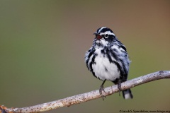 Black-and-white Warbler