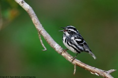 Black-and-white Warbler