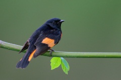 American Redstart