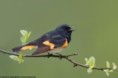 American Redstart