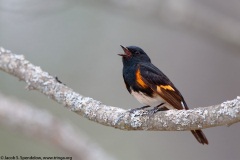 American Redstart