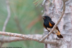 American Redstart