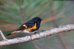 American Redstart