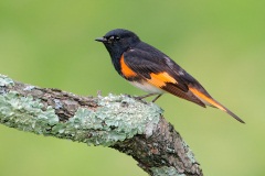 American Redstart