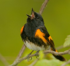 American Redstart